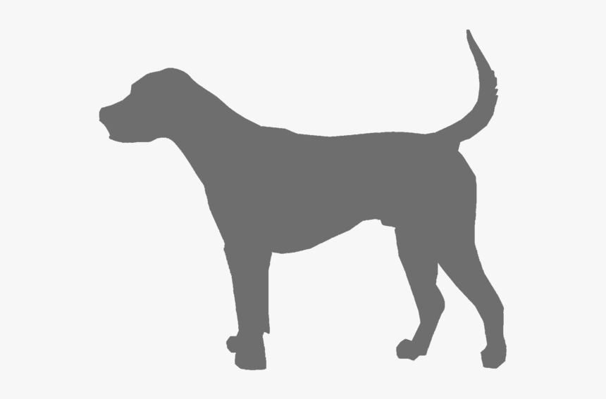 Graydog - American Foxhound Vector, HD Png Download, Free Download
