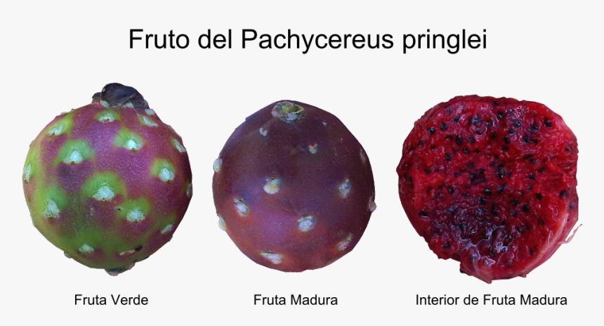 Pachycereus Pringlei Fruit, HD Png Download, Free Download