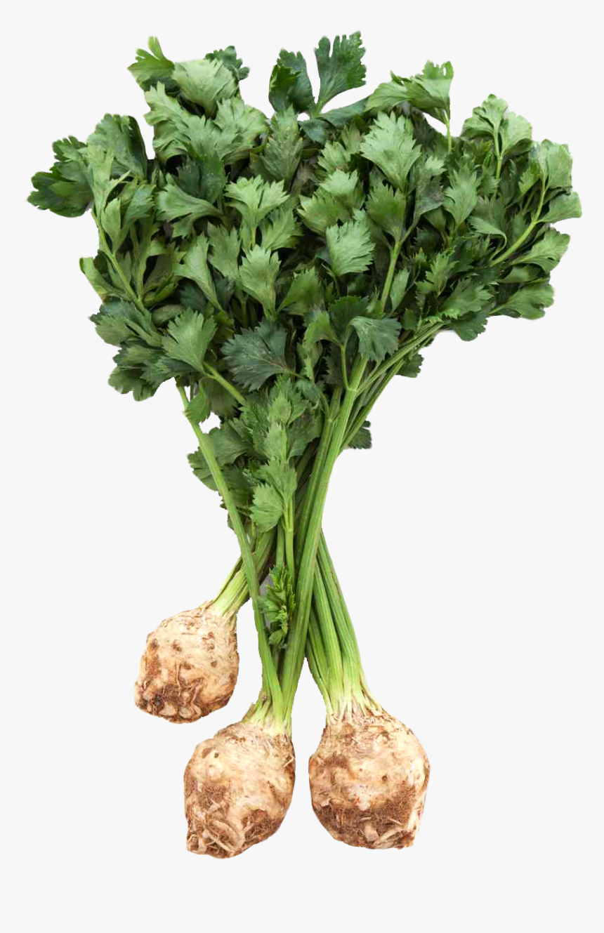 Fresh Celery Root With Leaves Png Image - Celeriac Png, Transparent Png, Free Download
