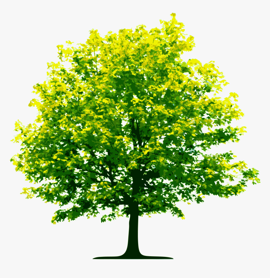 Aamu Tree Planting Wednesday - Transparent Background Clipart Of Trees, HD Png Download, Free Download