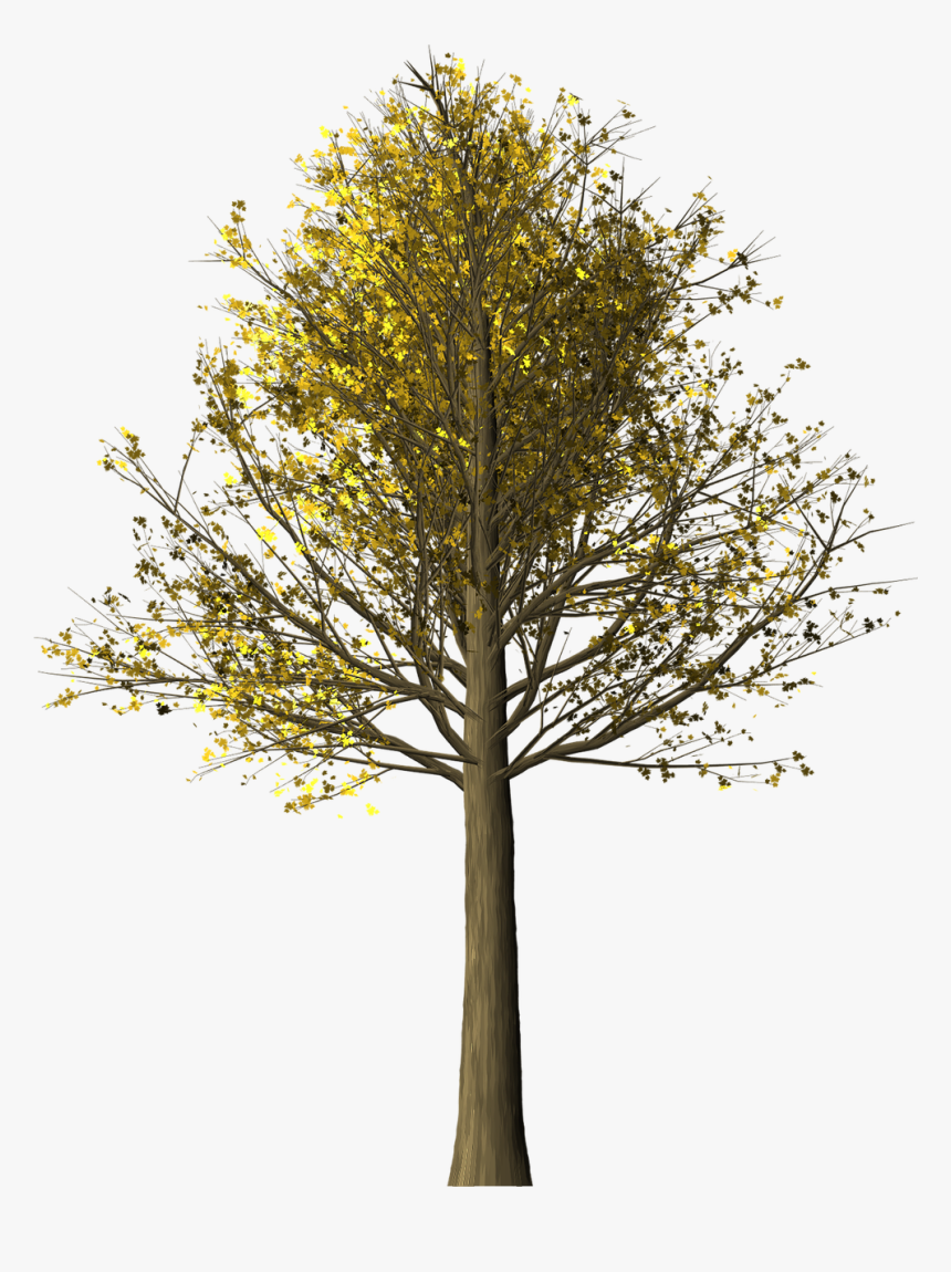 Tree Maple Maple Tree Free Picture - ต้น เม เปิ ล Png, Transparent Png, Free Download