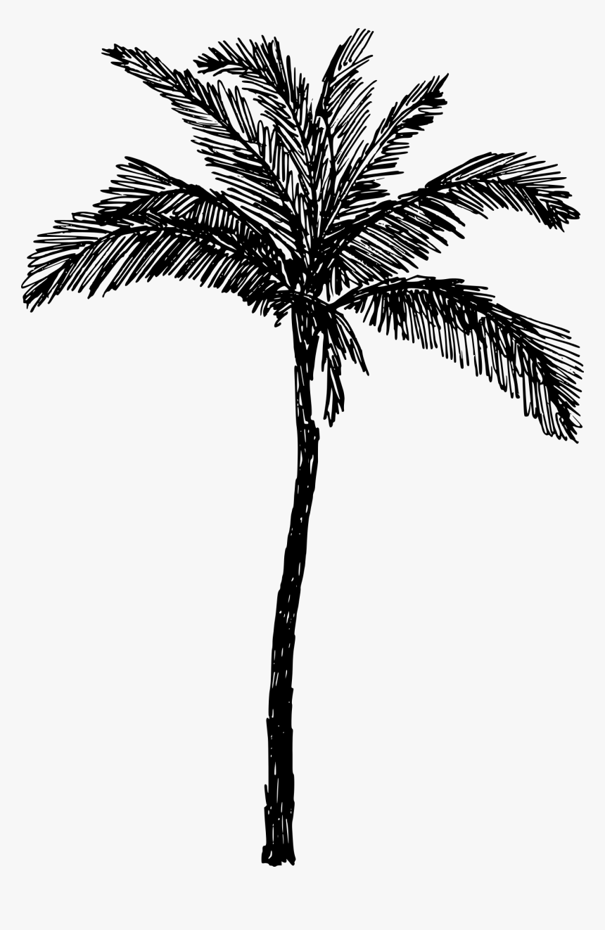 Ink sketch of palm trees. stock vector. Illustration of sketch - 151958985