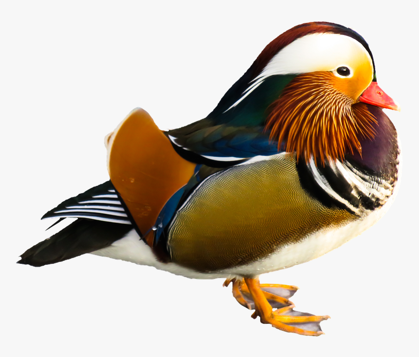 Animal, Duck, Water Bird, Mandarin Ducks, Colorful - Mandarin Ducks - Oil Painting, HD Png Download, Free Download