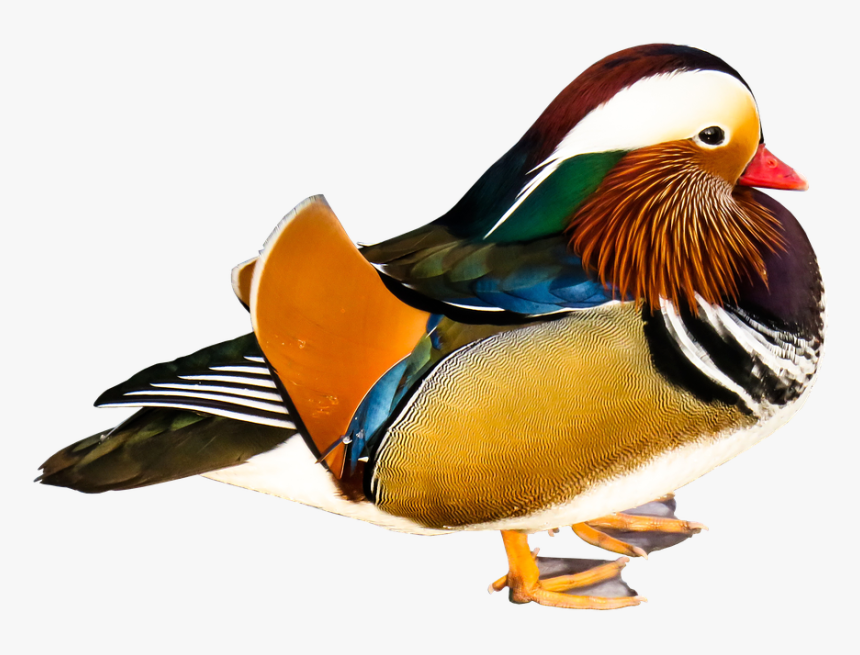 Mandarin Ducks, Animal, Colorful, Water Bird, Plumage - Anatra Mandarina Png, Transparent Png, Free Download