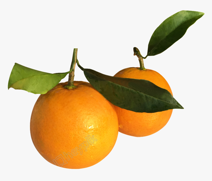 Vector Orange Mandarin - Rangpur, HD Png Download, Free Download