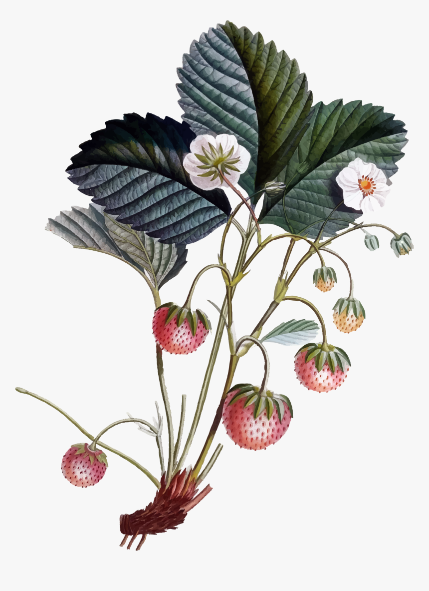 Strawberry Plant Clip Arts - Botanical Illustration, HD Png Download, Free Download