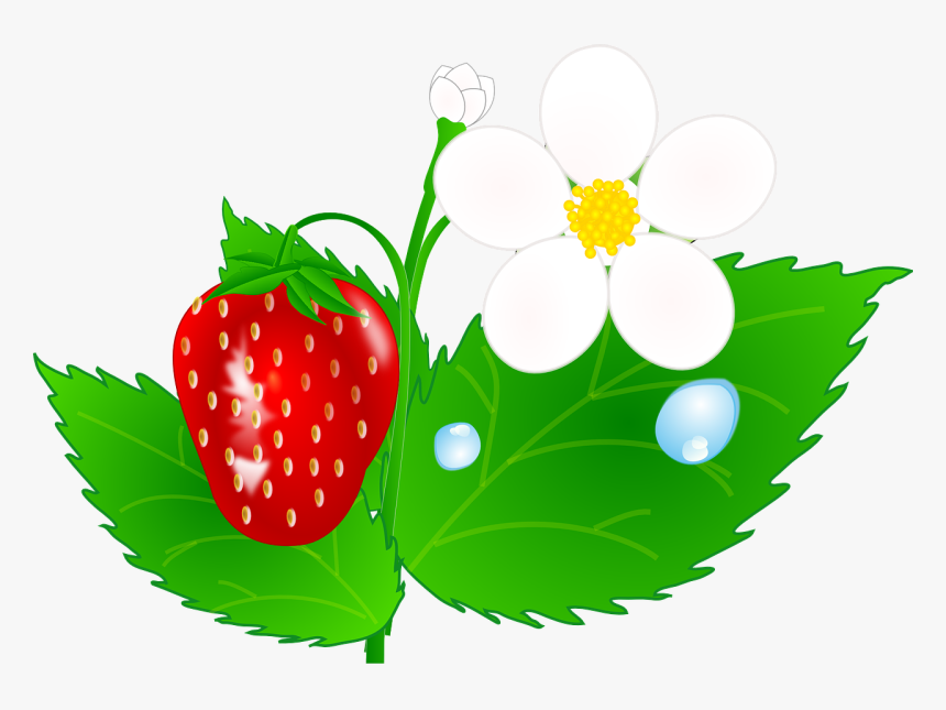 Strawberry Plant Png - Strawberry Plants Clip Art, Transparent Png, Free Download