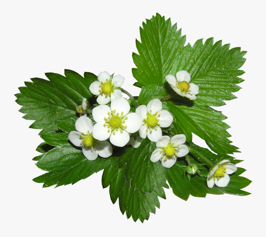 Strawberry, Flowers, Alpine, Ground Cover Plant - Strawberry Flowers Png, Transparent Png, Free Download