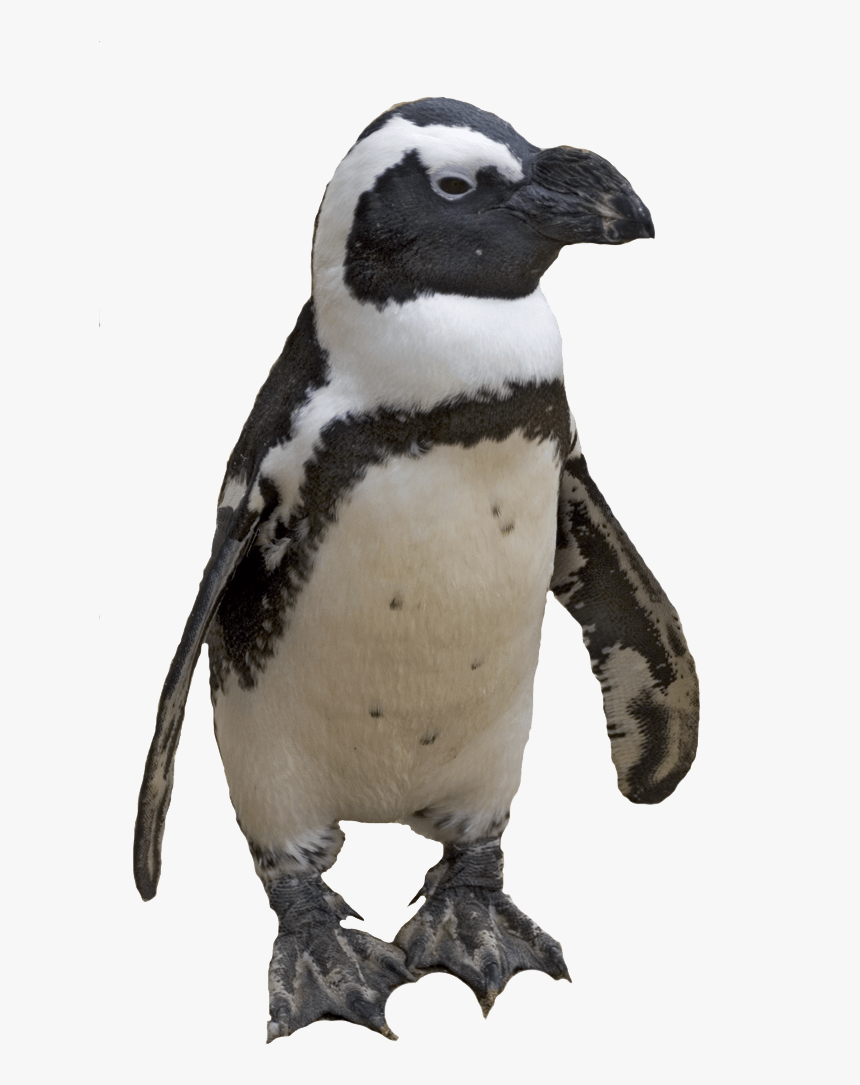 Penguin Png Image - African Penguin Transparent Background, Png Download, Free Download