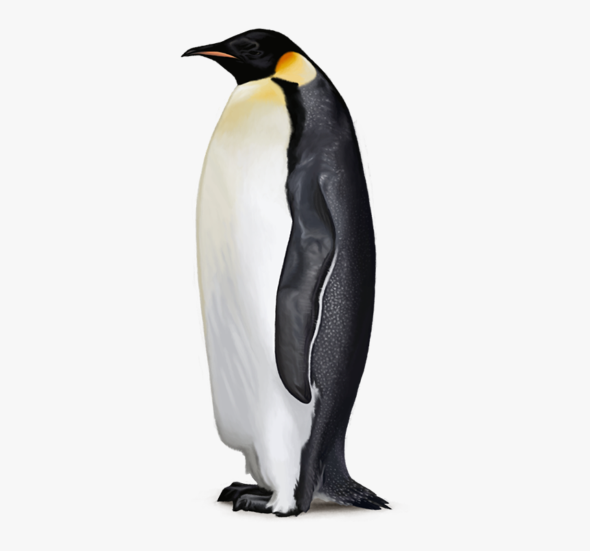 Penguin Free Png Image - Emperor Penguin No Background, Transparent Png, Free Download