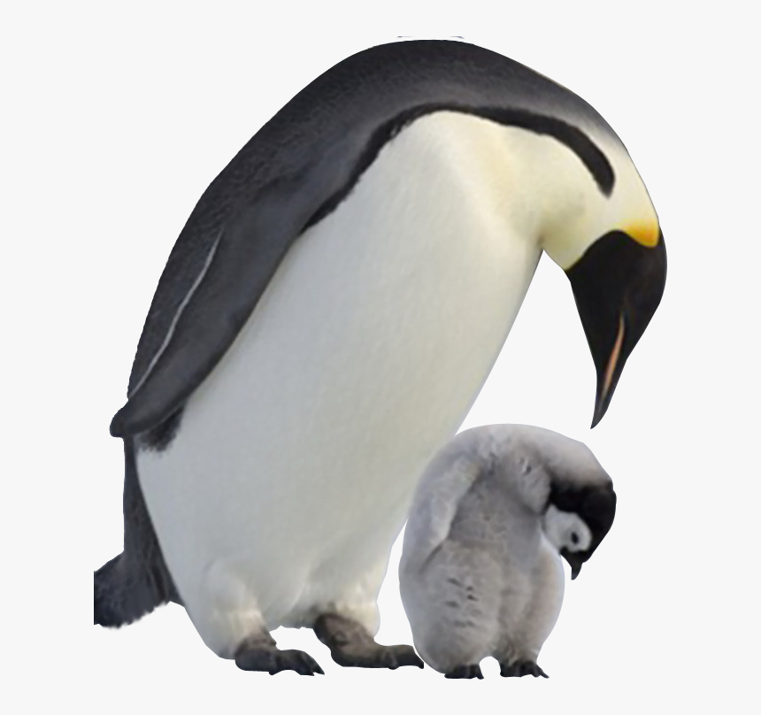 Penguin Png Image Transparent Background - Transparent Background Penguins Transparent, Png Download, Free Download