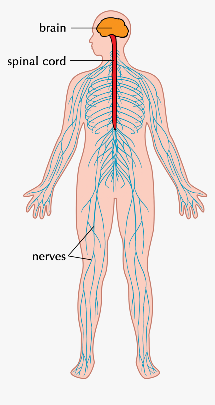 Nervous System Png, Transparent Png, Free Download