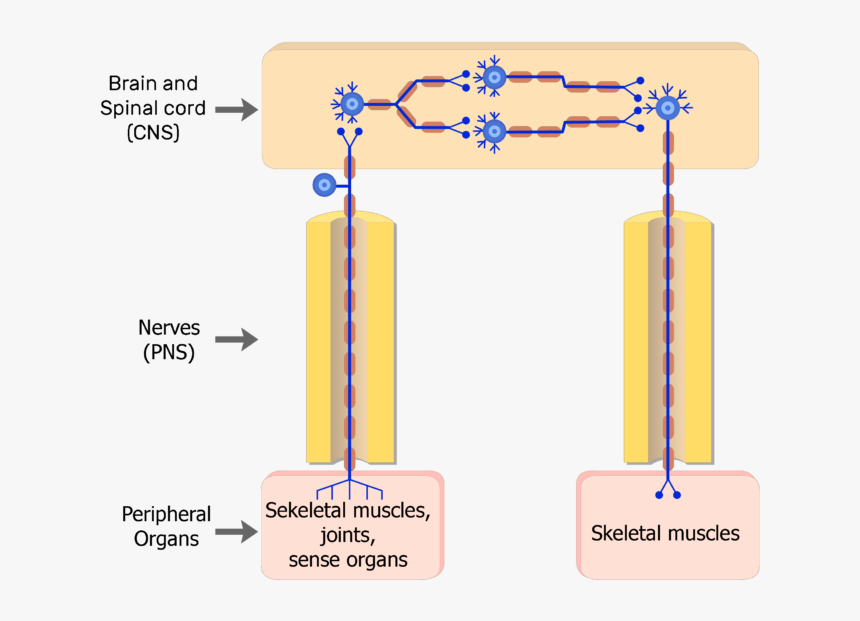 Transparent Nervous System Png, Png Download, Free Download