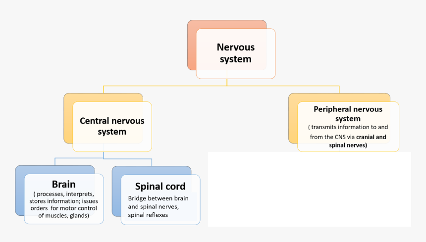 Transparent Nervous System Png, Png Download, Free Download