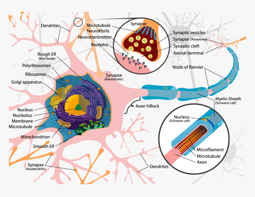 Nervous System Png, Transparent Png, Free Download