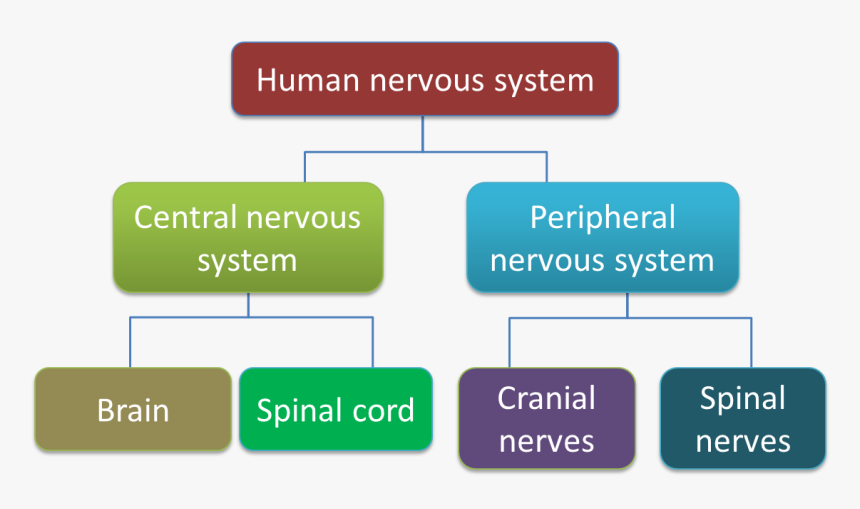 Chart Showing The Classification Of Human Nervous System, HD Png Download, Free Download