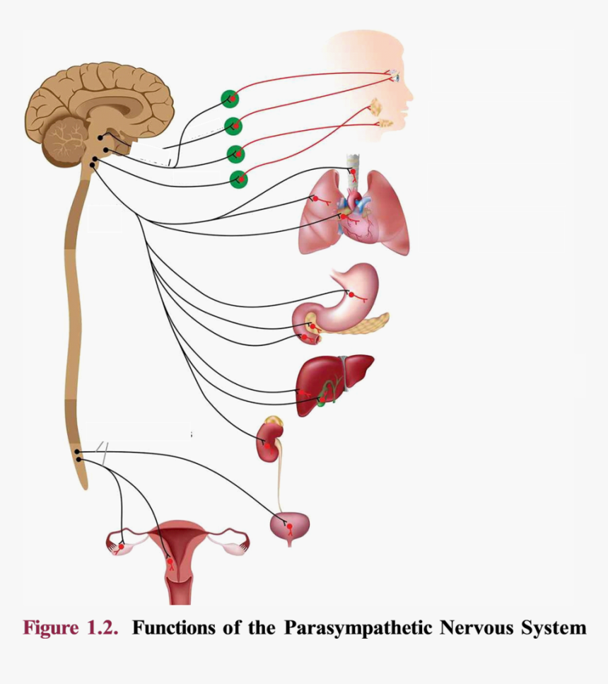 Nervous System Png, Transparent Png, Free Download