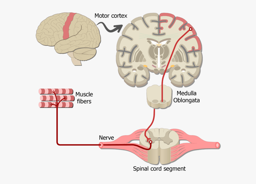An Image Showing The Motor Pathway Of The Somatic Nervous, HD Png Download, Free Download