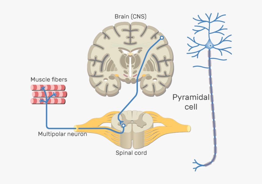 Clipart Brain Central Nervous System, HD Png Download, Free Download