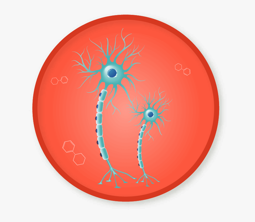 Nervous System Png, Transparent Png, Free Download