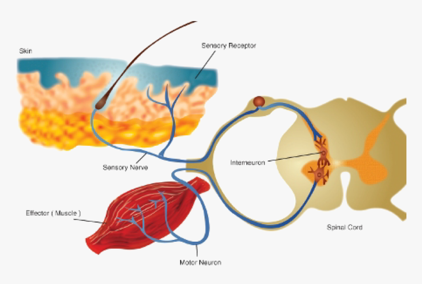 Nervous System Png, Transparent Png, Free Download