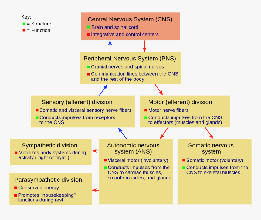 Nervous System Png, Transparent Png, Free Download