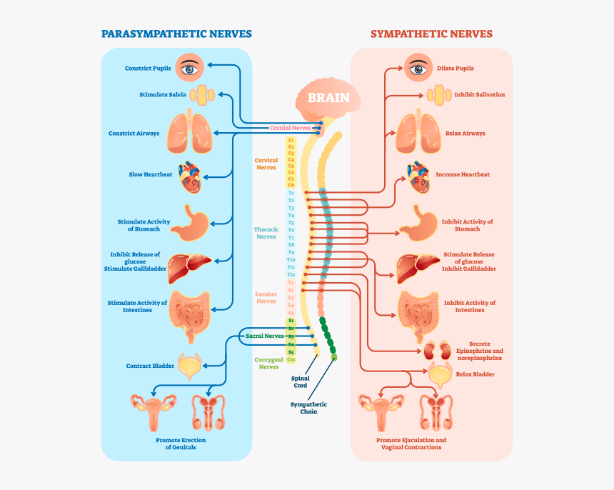 Nervous System Png, Transparent Png, Free Download