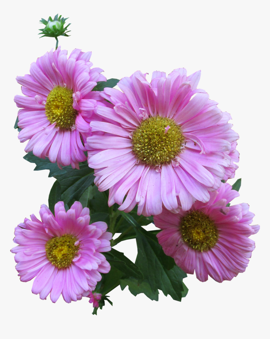 Pink, Daisy, Cut, Out, HD Png Download, Free Download