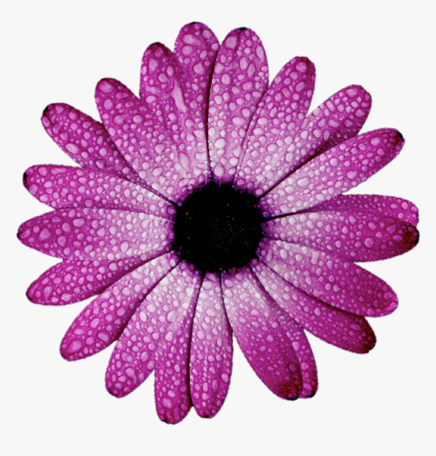 Daisy Purple Png Photo, Transparent Png, Free Download