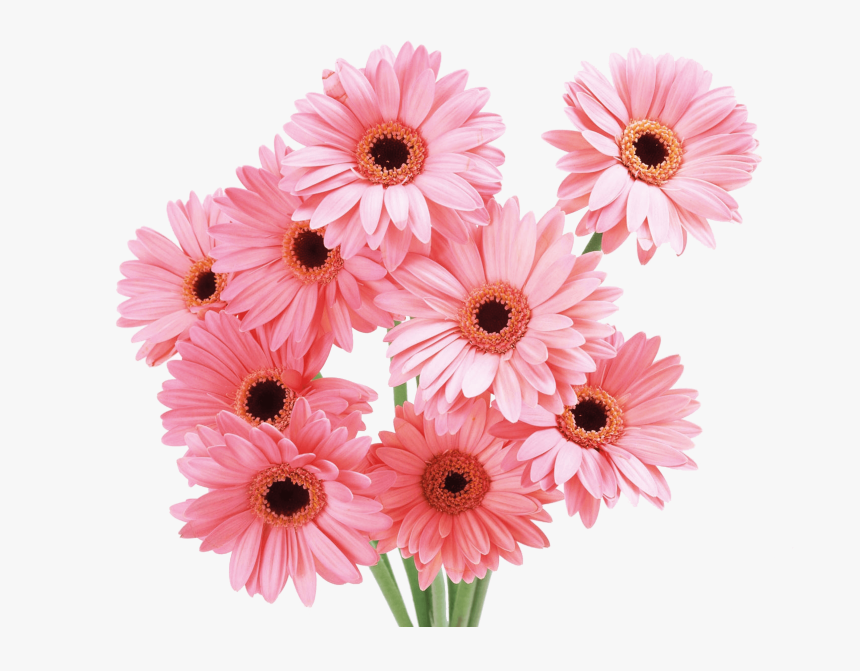 Transvaal Daisy Flower Pink Rose Wallpapers, HD Png Download, Free Download
