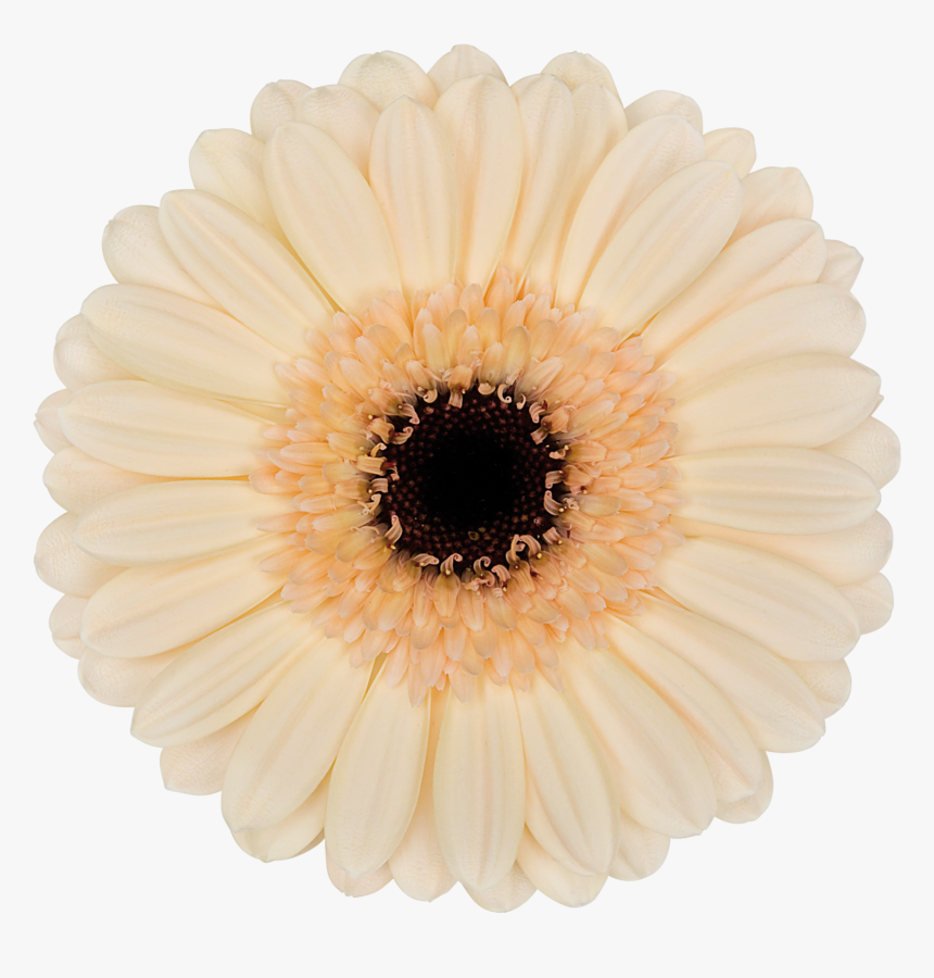 Gerbera Transparent Png Download, Png Download, Free Download