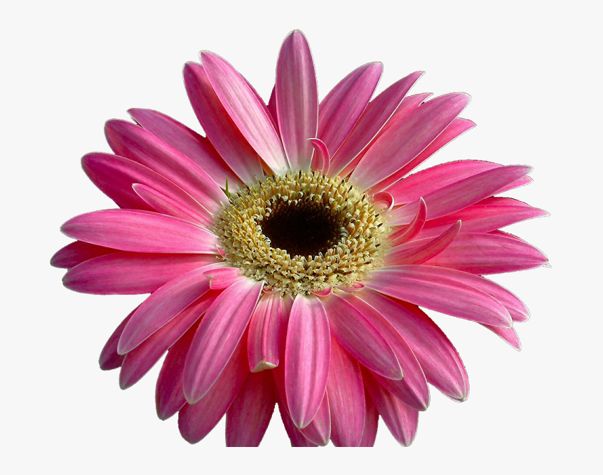 Pink Daisy Png, Transparent Png, Free Download