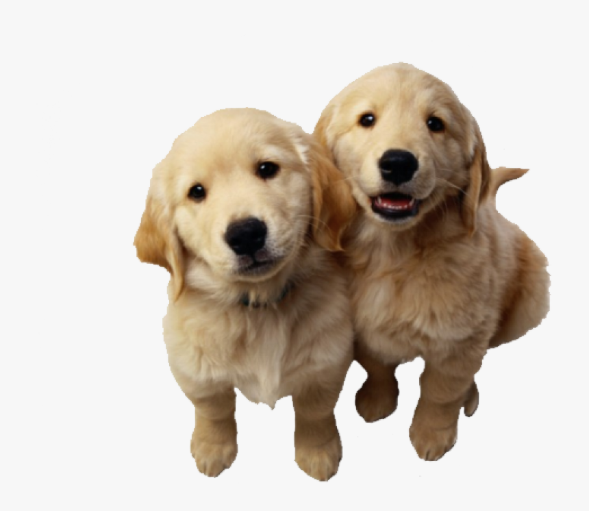 Golden Retriever Puppy Png, Transparent Png, Free Download