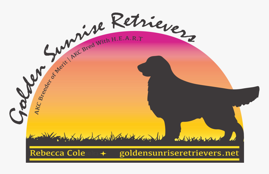 Transparent Golden Retriever Puppy Png, Png Download, Free Download