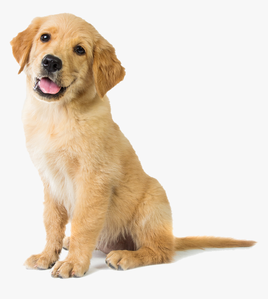 Happy Golden Retriever Puppy, HD Png Download, Free Download