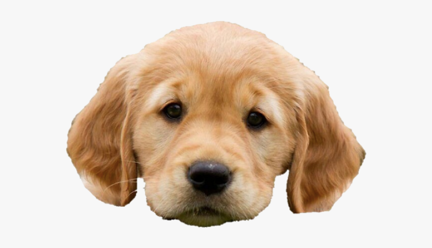 Golden Retriever Puppy Png, Transparent Png, Free Download