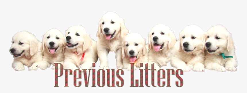 Golden Retriever Puppy Png, Transparent Png, Free Download