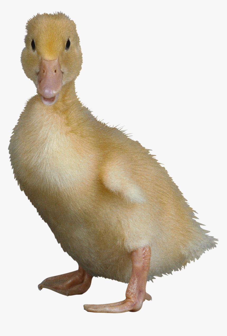 Duckling Png, Transparent Png, Free Download