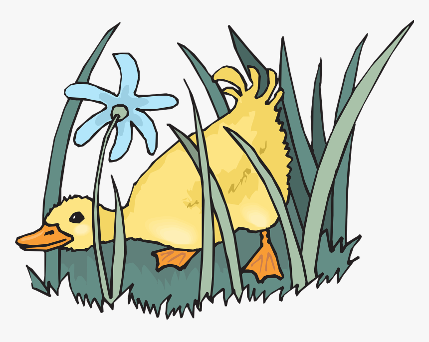 Duckling Png, Transparent Png, Free Download