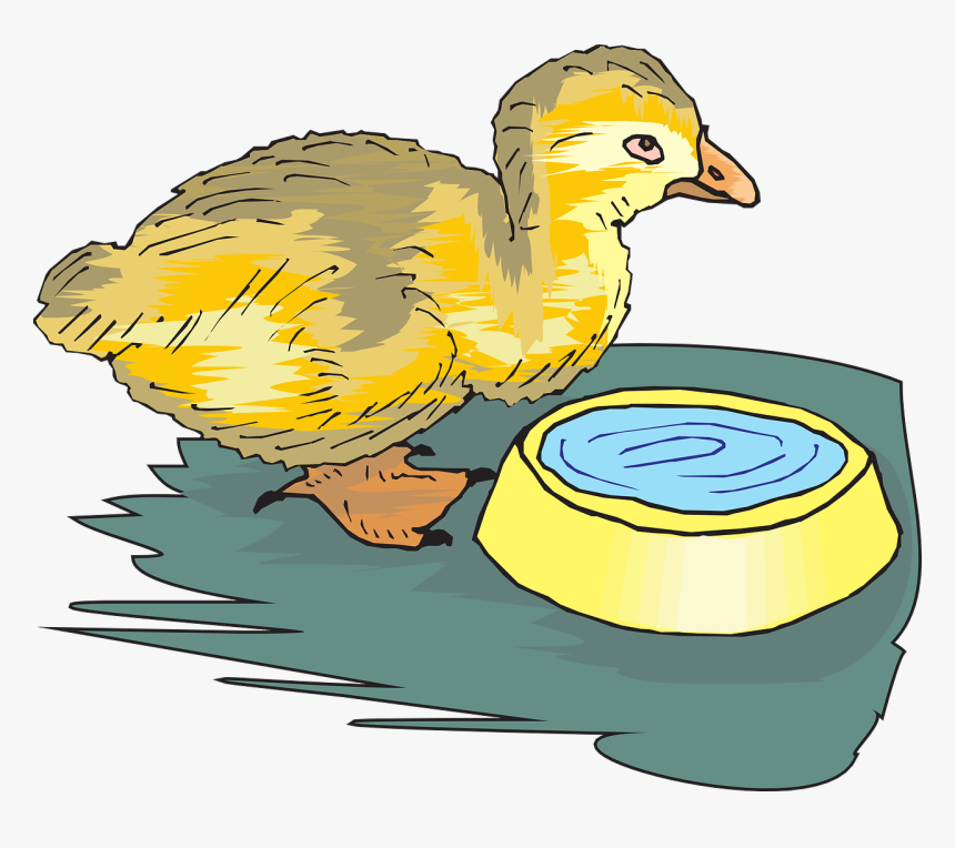 Duckling Png, Transparent Png, Free Download