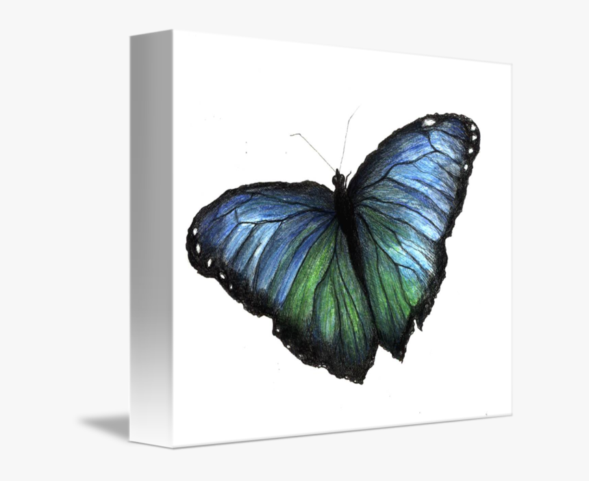 Blue Morpho Butterfly Png, Transparent Png, Free Download