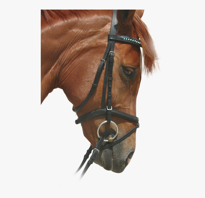 Horse Racing Tips, HD Png Download, Free Download