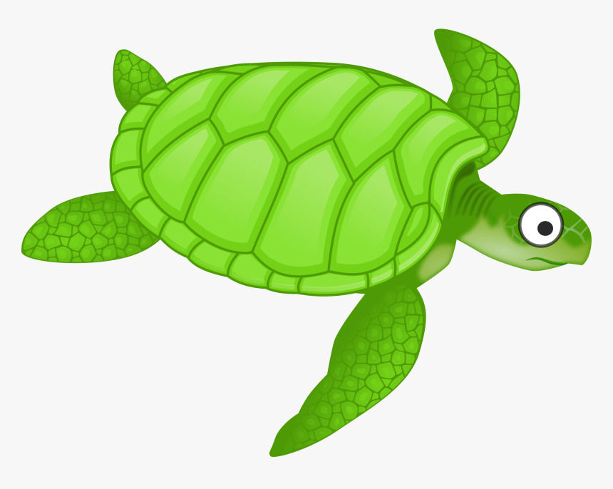 Turtle Cartoon Png, Transparent Png, Free Download