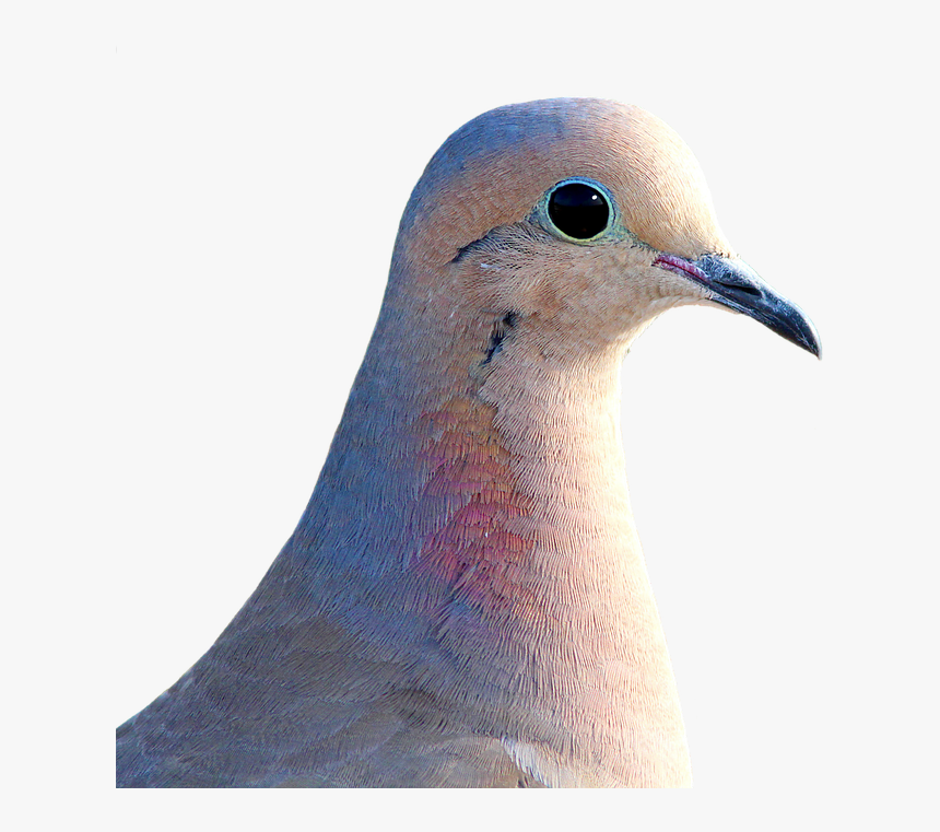 Dove, City Pigeon, Collared, Bird, Animal, Street Deaf, HD Png Download, Free Download