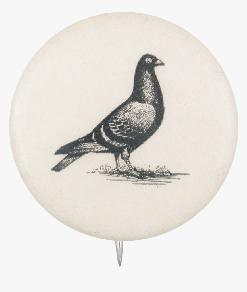 Pigeon Art Button Museum, HD Png Download, Free Download