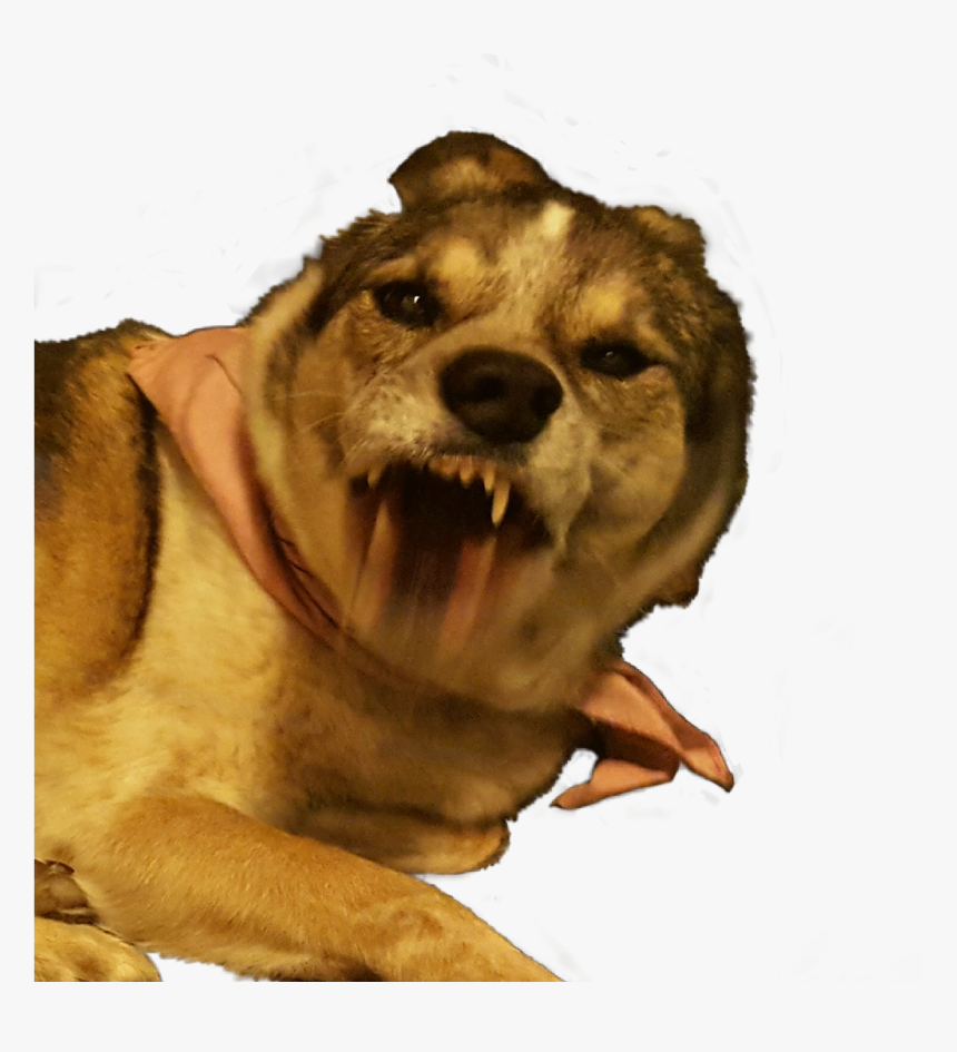#freetoedit #dog #maddog #snarl #angry #funny #funnyanimals, HD Png Download, Free Download