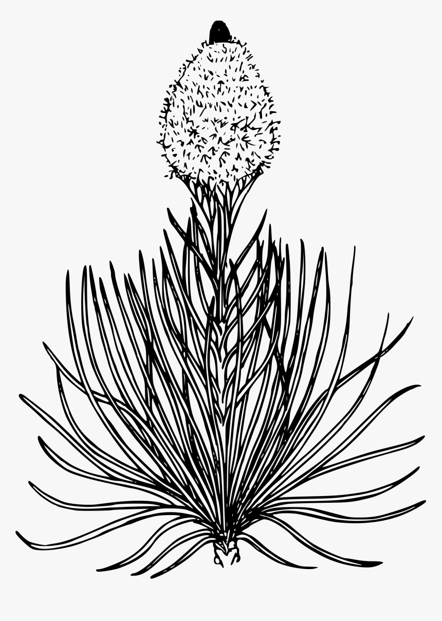 Bear Grass Clip Arts, HD Png Download, Free Download