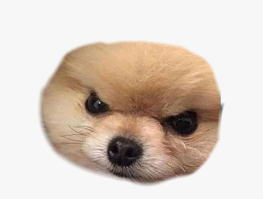 Angry Dog Png, Transparent Png, Free Download