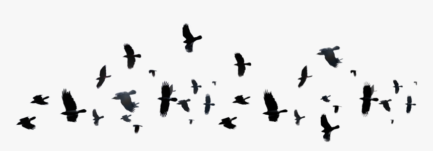 Flying Bird Silhouette Png, Transparent Png, Free Download