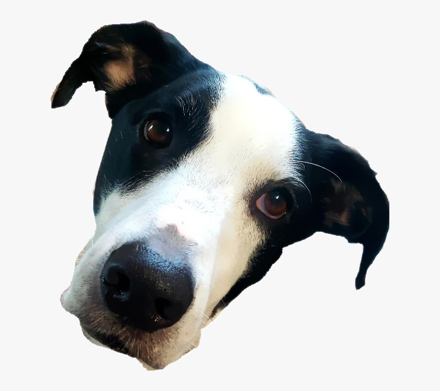 Angry Dog Png, Transparent Png, Free Download